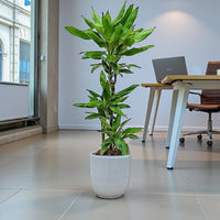 Dracaena Janet Craig 3pp