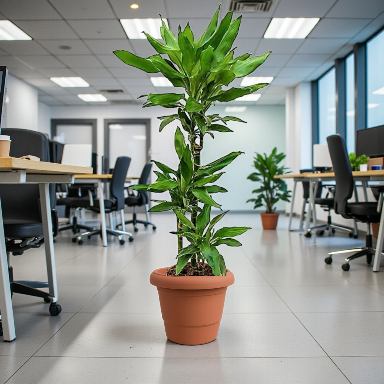 Dracaena Janet Craig 3pp