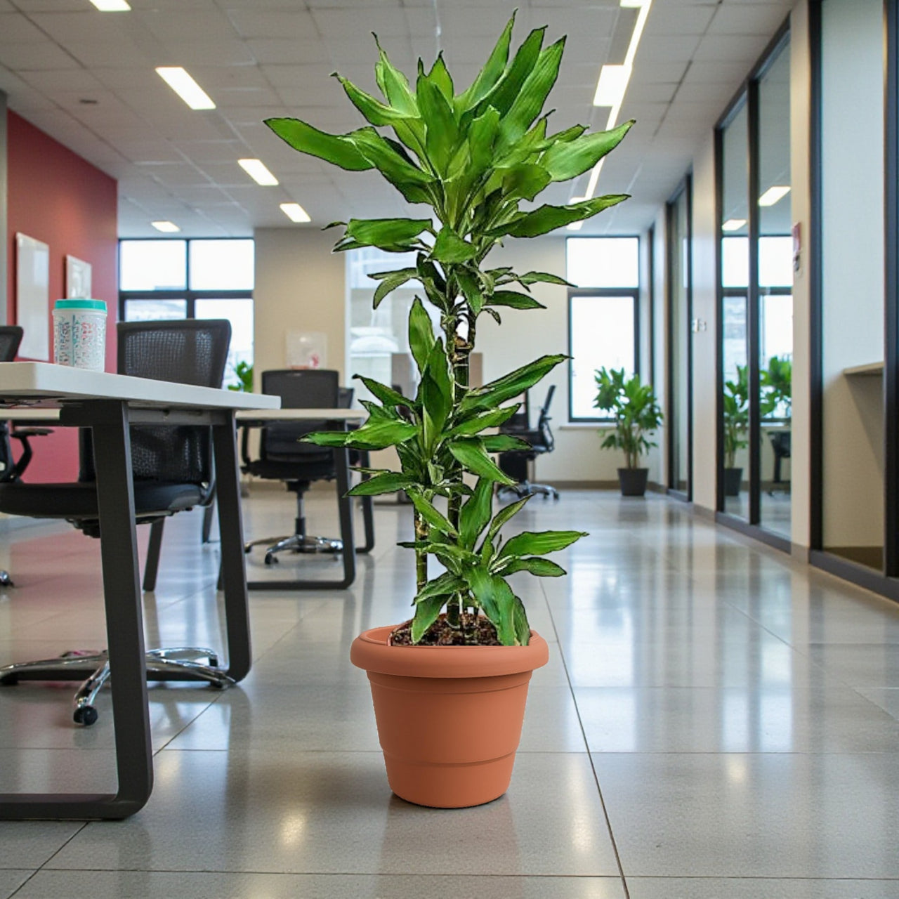 Dracaena Janet Craig 3pp