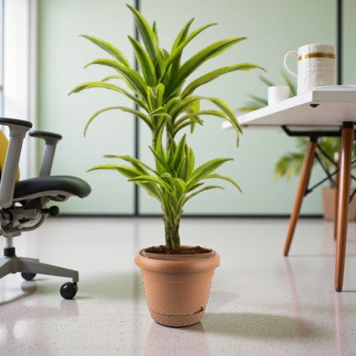 Dracaena Lemon Lime Plant