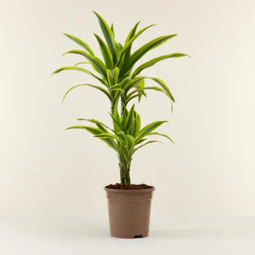 Dracaena Lemon Lime Plant