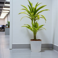 Dracaena Lemon Lime Plant
