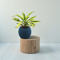 Dracaena Lemon Lime Plant