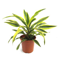 Dracaena Lemon Lime Plant