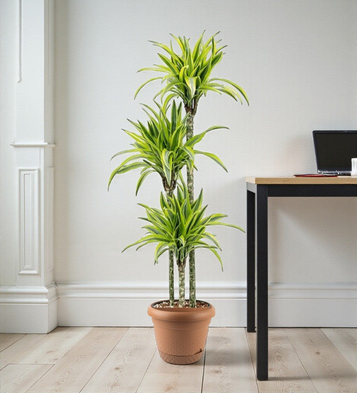 Dracaena Lemon Lime Plant
