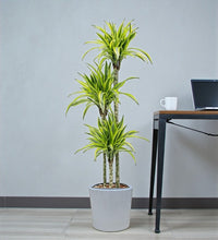 Dracaena Lemon Lime Plant