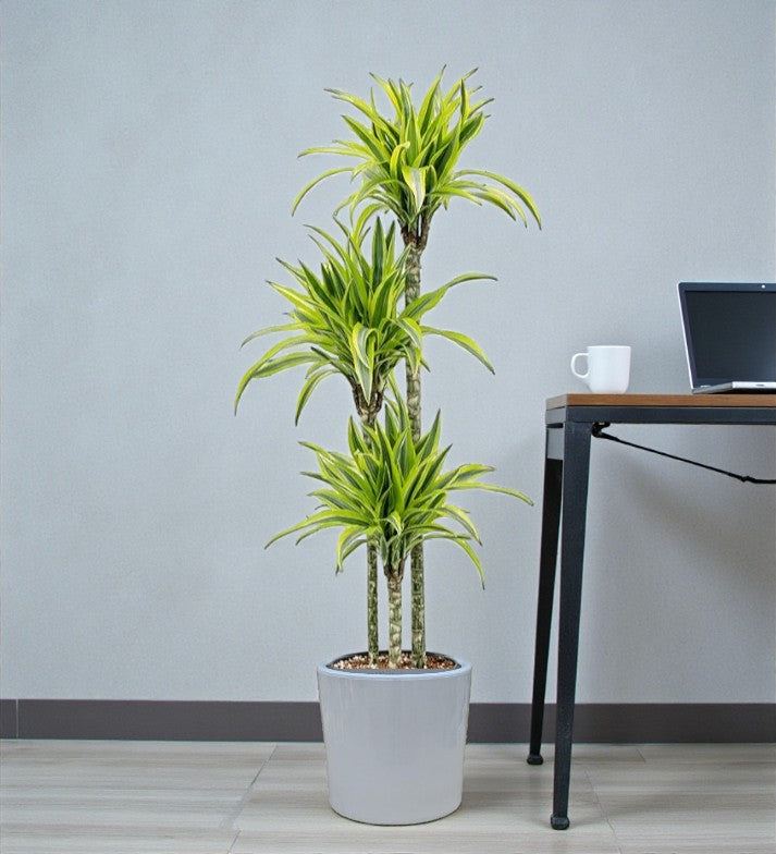 Dracaena Lemon Lime Plant
