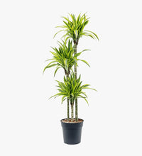 Dracaena Lemon Lime Plant