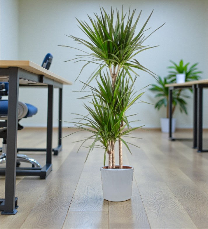 Dracaena Marginata – Madagascar Dragon Tree