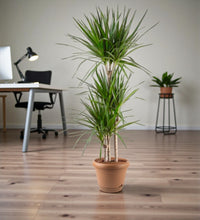 Dracaena Marginata – Madagascar Dragon Tree