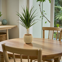 Dracaena Marginata – Madagascar Dragon Tree