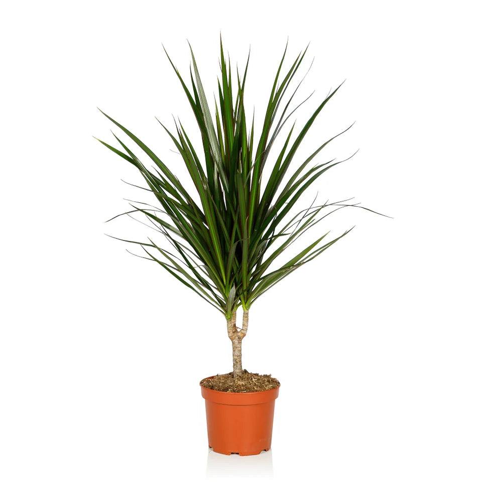 Dracaena Marginata – Madagascar Dragon Tree