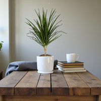 Dracaena Marginata – Madagascar Dragon Tree