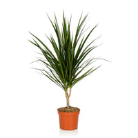 Dracaena Marginata – Madagascar Dragon Tree