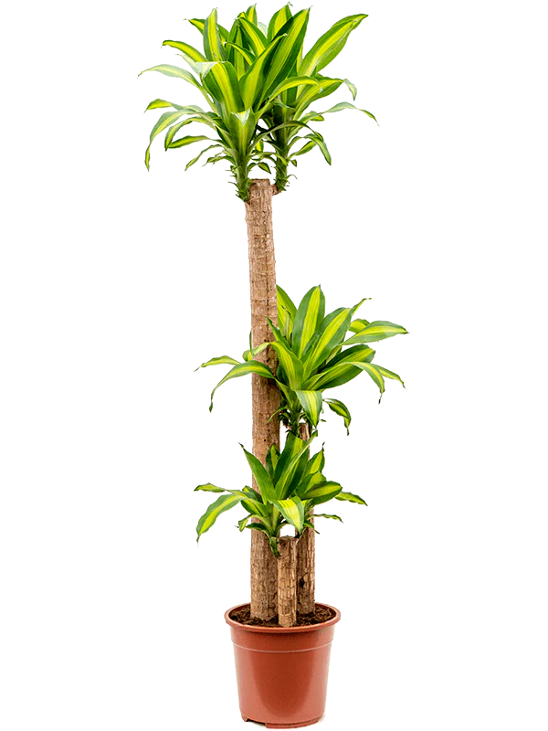 Dracaena Massangeana Plant