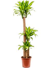 Dracaena Massangeana Plant