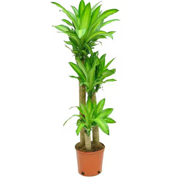 Dracaena Massangeana Plant