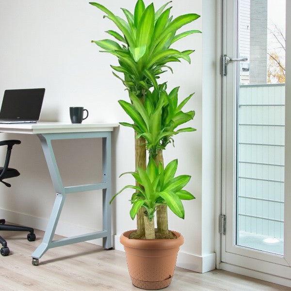 Dracaena Massangeana Plant