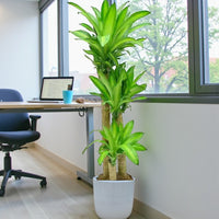 Dracaena Massangeana Plant