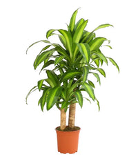 Dracaena Massangeana Plant