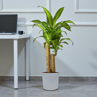 Dracaena Massangeana Plant