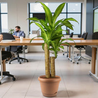 Dracaena Massangeana Plant