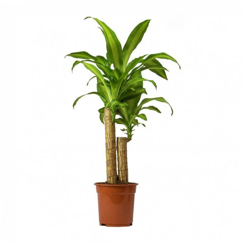 Dracaena Massangeana Plant