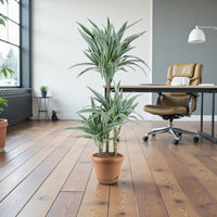 Dracaena Warneckii Plant - Dragon Plant