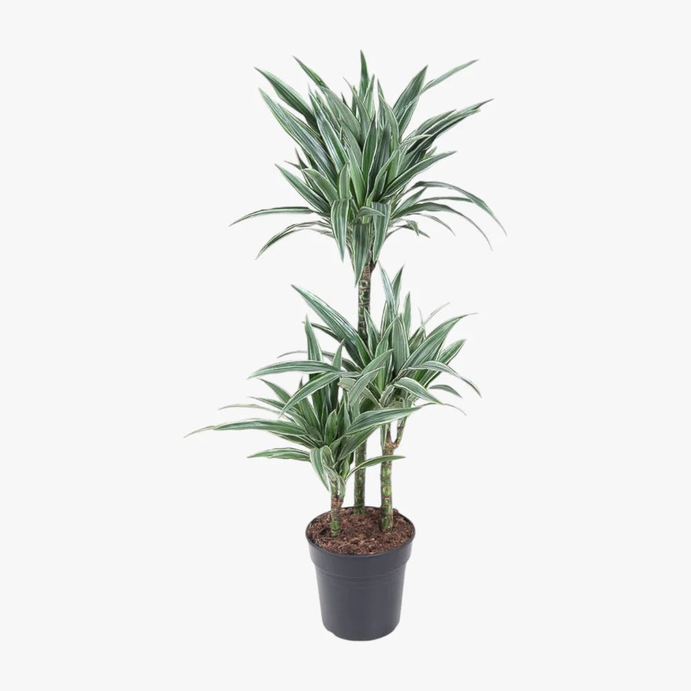 Dracaena Warneckii Plant - Dragon Plant