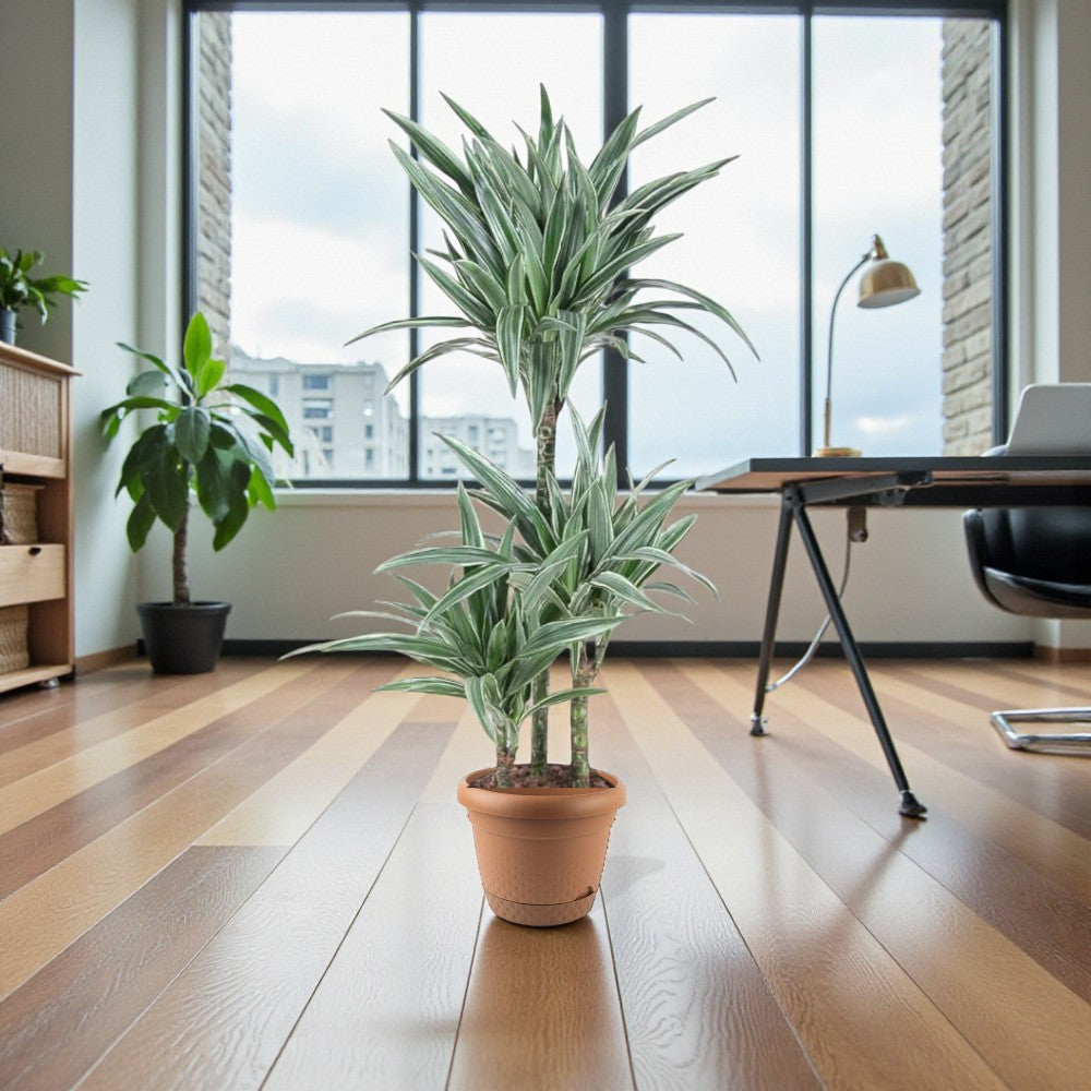 Dracaena Warneckii Plant - Dragon Plant