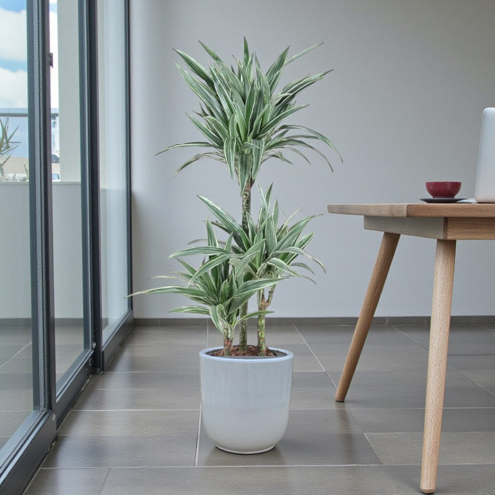Dracaena Warneckii Plant - Dragon Plant