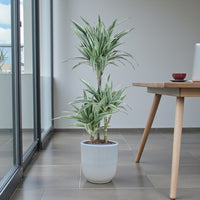 Dracaena Warneckii Plant - Dragon Plant