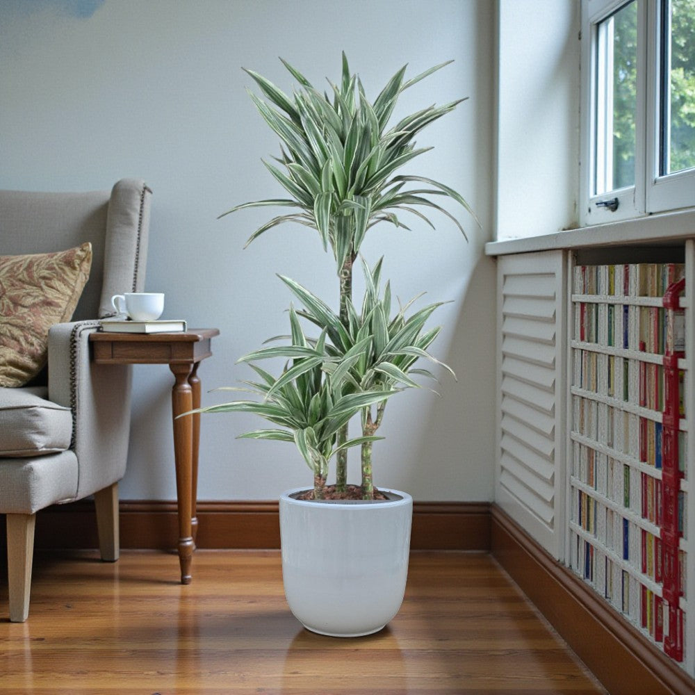 Dracaena Warneckii Plant - Dragon Plant