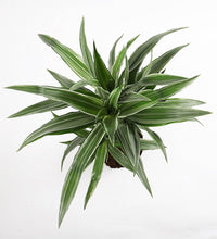Dracaena Warneckii Plant - Dragon Plant