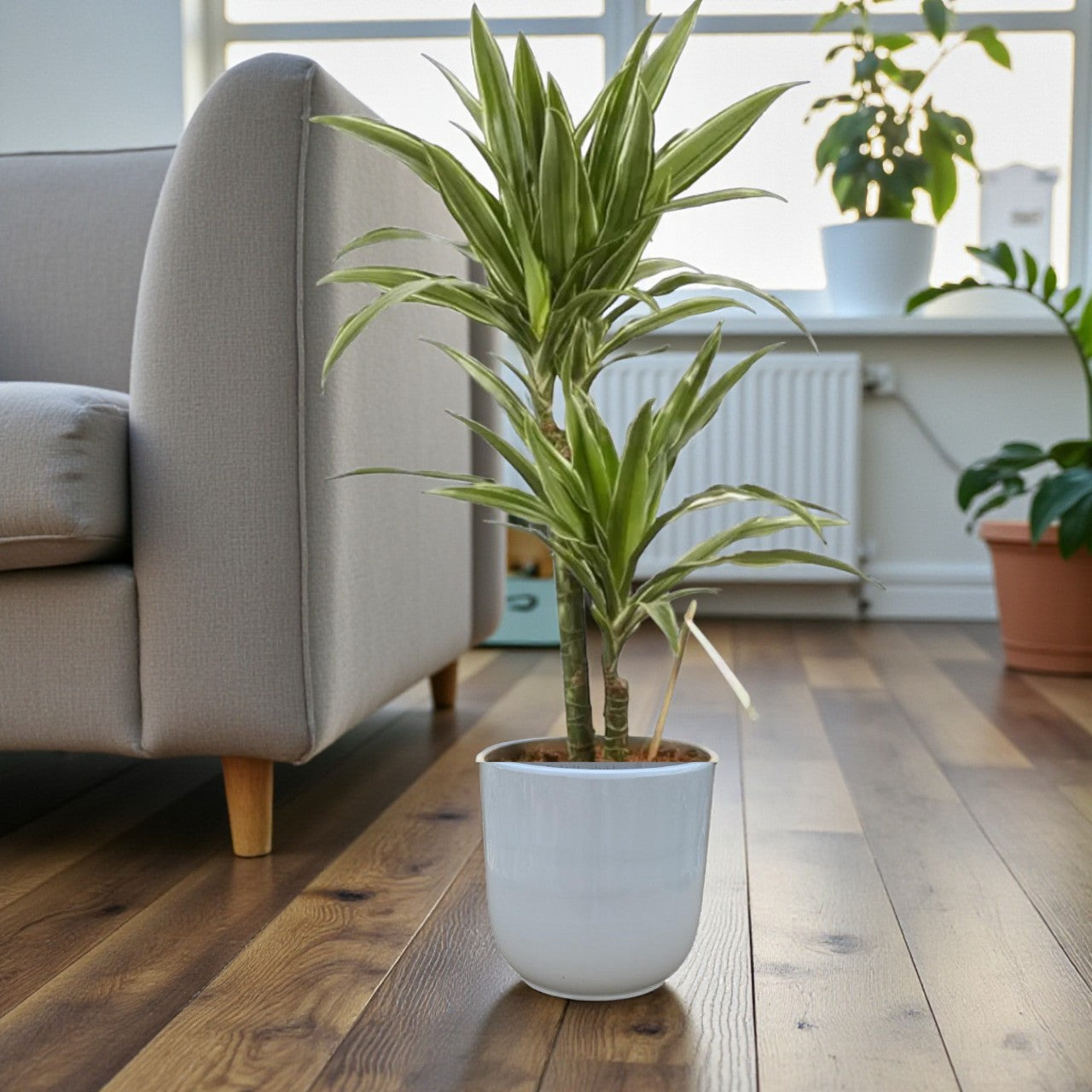 Dracaena Warneckii Plant - Dragon Plant