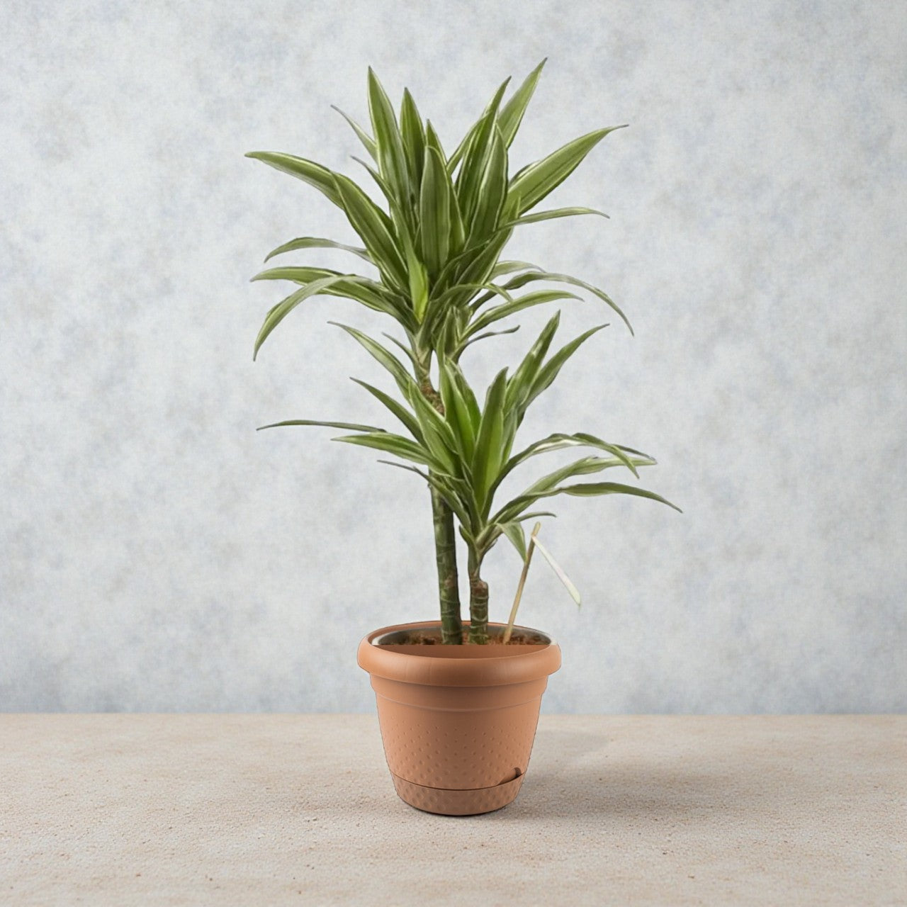 Dracaena Warneckii Plant - Dragon Plant