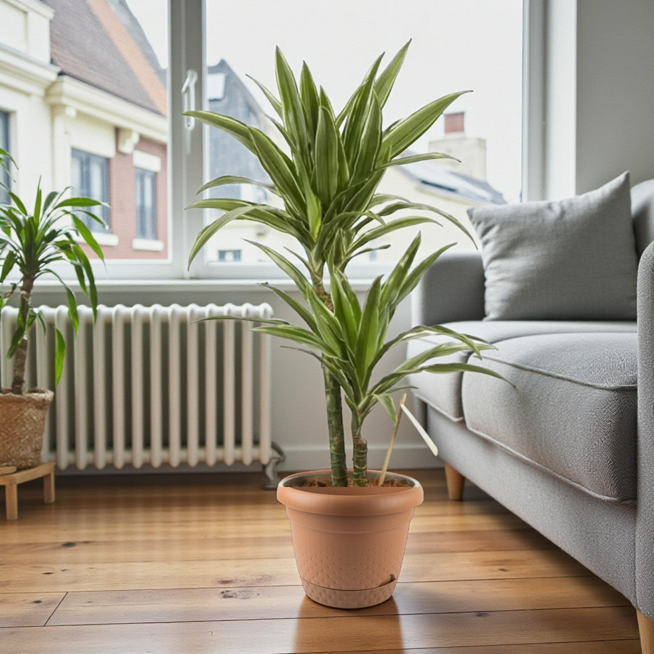 Dracaena Warneckii Plant - Dragon Plant