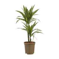 Dracaena Warneckii Plant - Dragon Plant