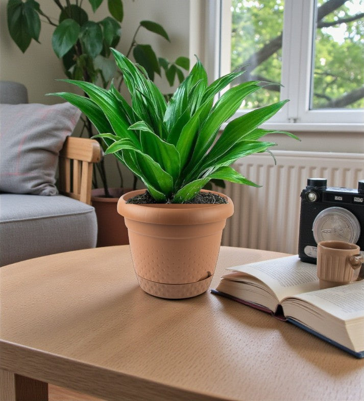 Dracaena Fragrans – Compacta - 2PP