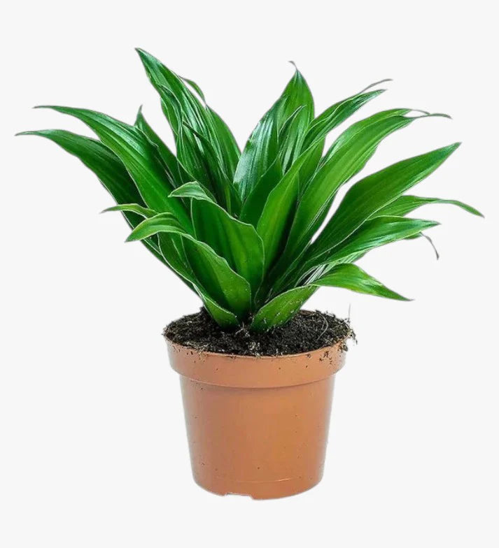 Dracaena Fragrans – Compacta - 2PP