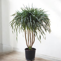 Dracena Draco