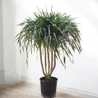 Dracaena Draco – Multi Stem Dragon Tree