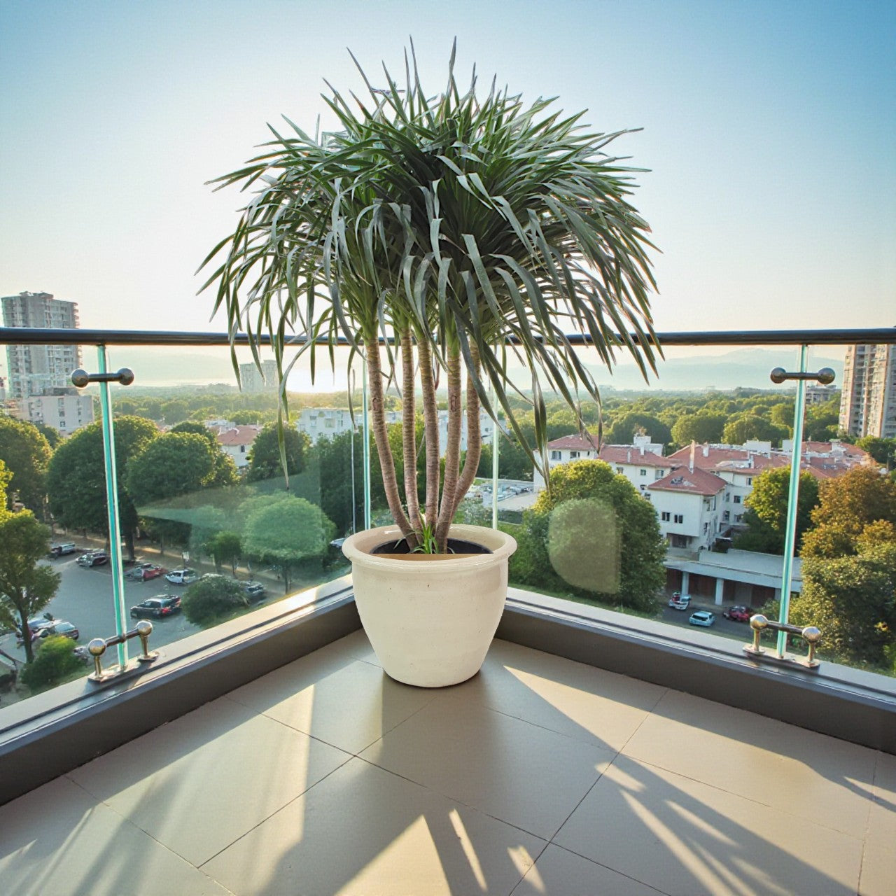 Dracaena Draco – Multi Stem Dragon Tree