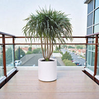 Dracaena Draco – Multi Stem Dragon Tree