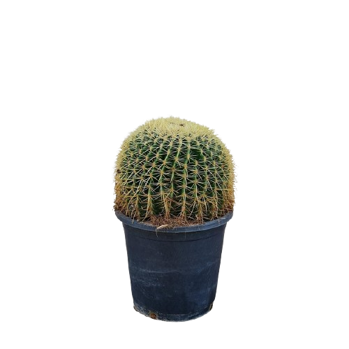 Echino cactus plant, Echino cactus for sale, Buy Echino cactus online, Golden Barrel Cactus, Outdoor Echino cactus