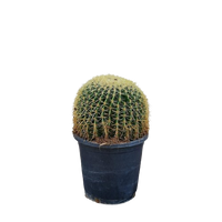 Echino cactus plant, Echino cactus for sale, Buy Echino cactus online, Golden Barrel Cactus, Outdoor Echino cactus