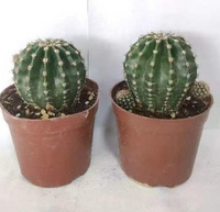 Echinopsis oxygona cactus