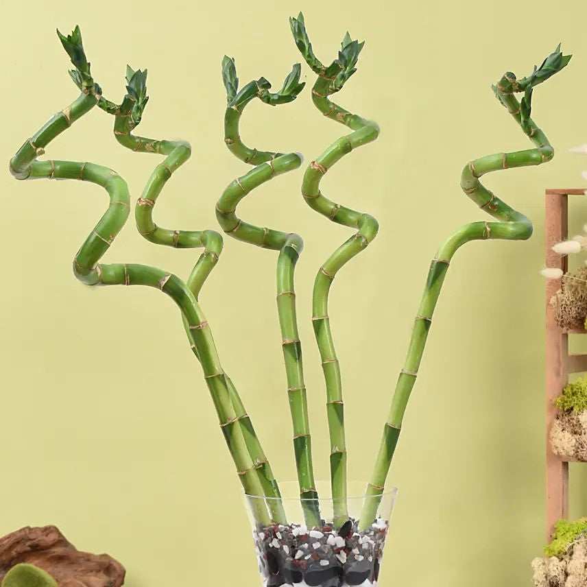 Spiral Lucky Bamboo in Decorative Glass Vase