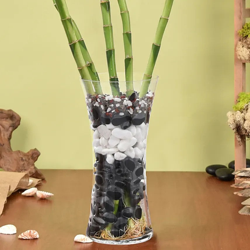 Spiral Lucky Bamboo in Decorative Glass Vase