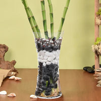 Spiral Lucky Bamboo in Decorative Glass Vase